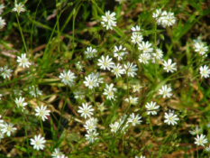 Stellaria gramineaGrasmuur bestellen